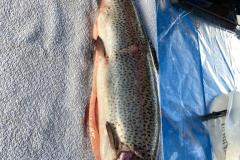IMG-20220625-WA0024